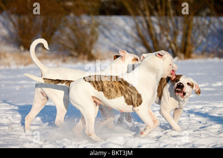 Spielender hörten Bulldogen / spielen American Bulldogs Stockfoto