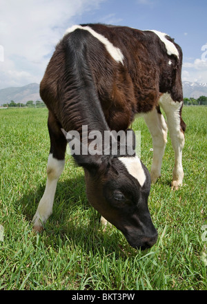junge Kuh Kälberfütterung auf einer Wiese auf einer Molkerei Ranch in voller Länge Stockfoto