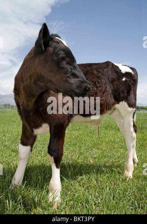 junge Kuh Kalb stehend in einer Wiese, auf der Suche nach rechts Stockfoto