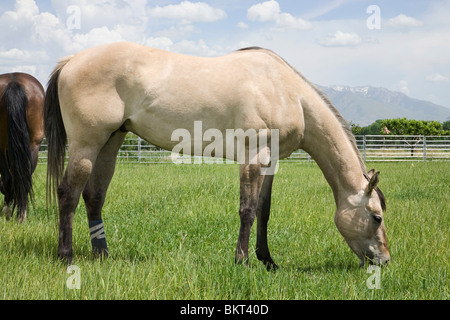 junge Erwachsene Tan Pferde stehen in einem Feld Weiden auf Rasen Stockfoto