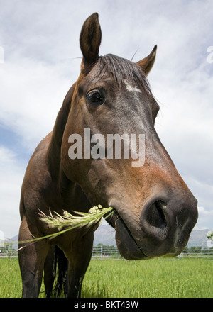 Weitwinkel-Nahaufnahme des braunen Pferd auf einer Weide Essen grass Stockfoto