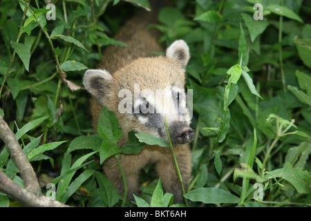 Eine junge Nasenbär fanden in den Wald in der Nähe von Iguazu Wasserfälle, Brasilien Stockfoto