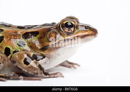 Nördlichen Leopard Frog, Lithobates Pipiens, Nordamerika Stockfoto