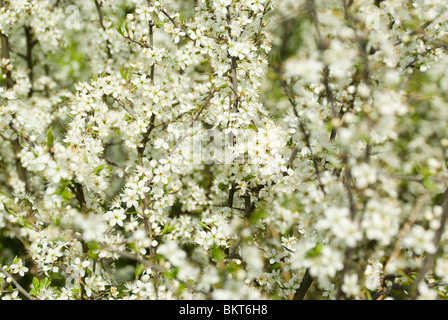 Nahaufnahme von Blackthorn Blüte Stockfoto
