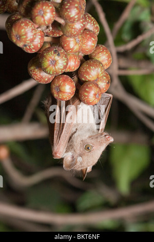 Wahlbergs epaulettierte Fruchtfledermaus hängt an einem Zweig des Feigenbaums in Kenia Stockfoto