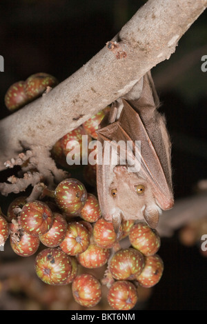 Wahlbergs epaulettierte Fruchtfledermaus hängt an einem Zweig des Feigenbaums in Kenia. Stockfoto