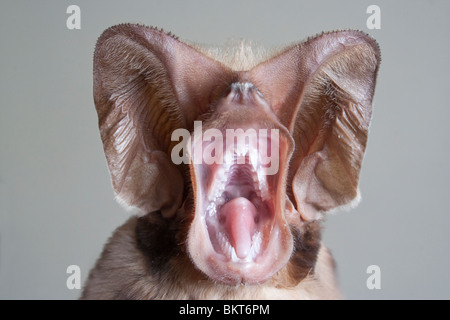 Harrisons Großohr-Freischwanzfledermaus (otomops harrisoni) lächelt im Zentrum Kenias. Stockfoto