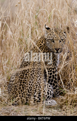 Junge männliche Leoparden in Grünland, Namibia, Afrika. Stockfoto