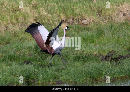 African Grey Crowned Crane (Balearica regulorum) tanzen, Lake Nakuru National Park, Kenia. Stockfoto