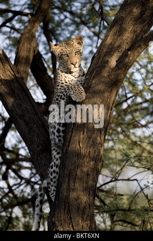 Junge männliche Leoparden im Baum, Namibia, Afrika. Stockfoto