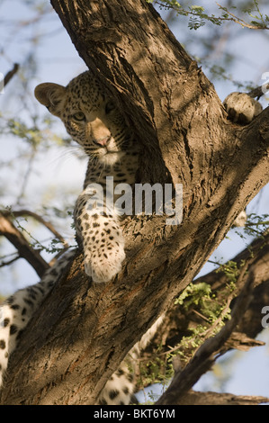 Junge männliche Leoparden im Baum, Namibia, Afrika. Stockfoto