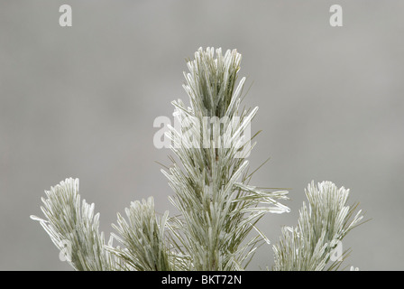 De Top van Een Amerikaanse Ritt Den Bedekt traf Ijs, A Red Pine mit Eis bedeckt. Stockfoto