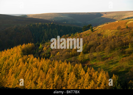 Herbstfarben in den Bäumen des oberen Derwent Valley, Peak District, Derbyshire, England, UK Stockfoto