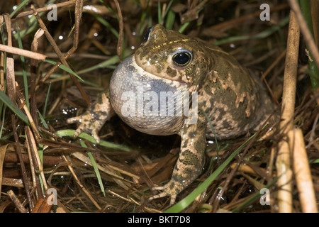 Roepend Mannetje Rugstreeppad in Het Wasser traf de Rugstreep Zichtbaarcalling männlichen Natterjack Kröte im Wasser mit den Streifen auf dem Rücken gut sichtbar Stockfoto