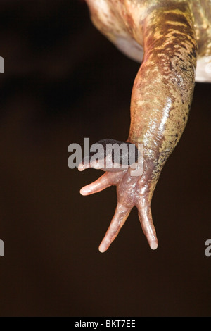 Foto von der front-Leg eine männliche Grasfrosch in der Brutzeit mit der Paarung Bürsten gut sichtbar, diese Bürsten handeln, um Einfluß auf die weibliche, wenn die Männchen Steigungsstücke an der Spitze Stockfoto