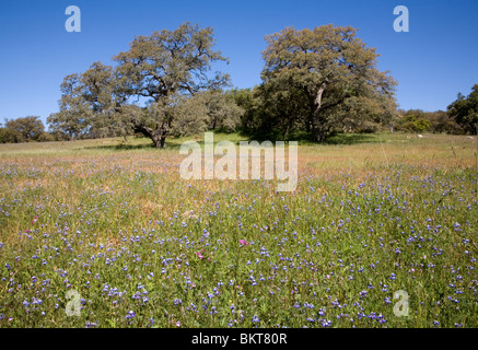 Eichen und Wildblumen, Santa Ysabel Freiraum bewahren, San Diego County, Kalifornien Stockfoto