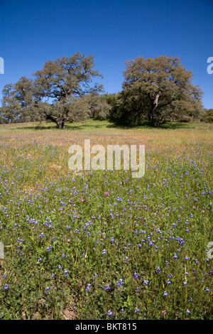 Eichen und Wildblumen, Santa Ysabel Freiraum bewahren, San Diego County, Kalifornien Stockfoto