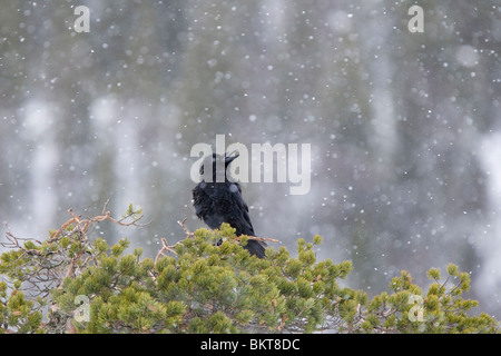 RAAF in Een Grove Den Tijdens Sneeuwbui; Während eines Snowstrom in einer Kiefer Rabe Stockfoto