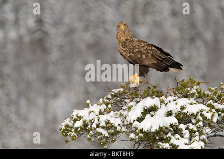 Zeearend Zittend in Een Hain Höhle; Seeadler sitzen in einer Tanne Stockfoto