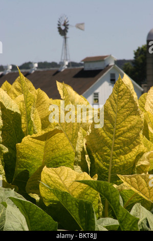 Tabakanbau auf dem Bauernhof in Lancaster County. Stockfoto