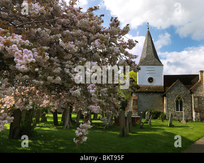 Cherry Blossom Frühling an der Kirche von St. Nikolaus größere Bookham Surrey England Stockfoto