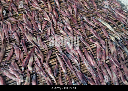 Getrockneten Tintenfisch auf Gestell in Bajau Dorf, Komodo Marine Park, Indonesien Stockfoto