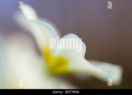 Makro Opname van de Stengelloze Sleutelbloem; Makro-Bild von Primula vulgaris Stockfoto