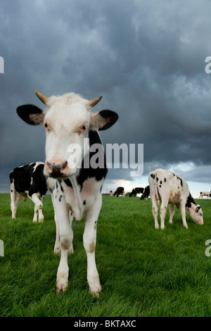 Friesian Kalb Stockfoto