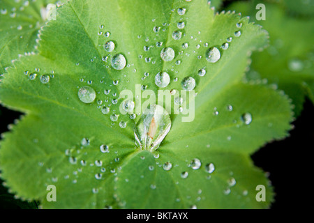 Alchemilla Mollis, Frauenmantel Stockfoto