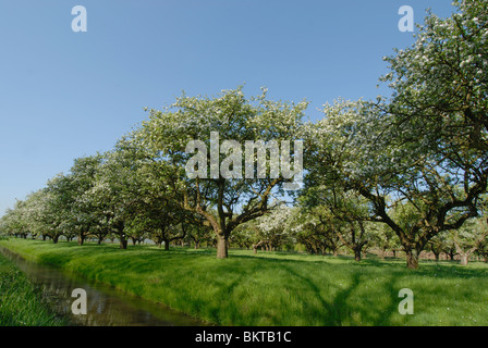 Hoogstamboomgaard in Rumpt (Gld) Stockfoto