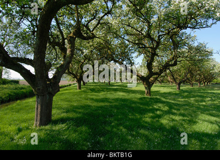 Hoogstamboomgaard in Rumpt (Gld) Stockfoto