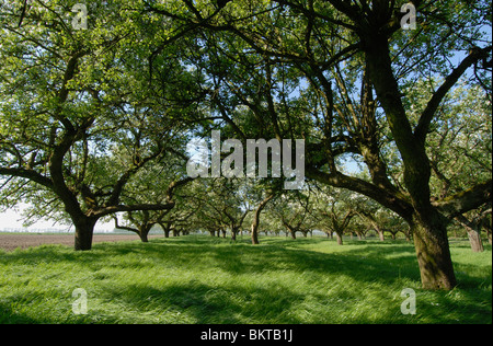 Hoogstamboomgaard in Rumpt (Gld) Stockfoto