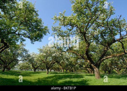 Hoogstamboomgaard in Rumpt (Gld) Stockfoto