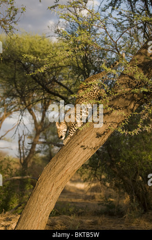 Leopard klettern einen Baum, Erindi Wildreservat, Namibia. Stockfoto