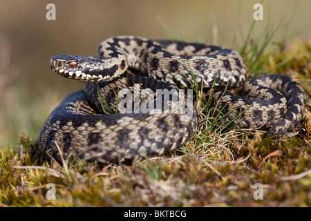 Mannetje van de Adder; Männliche Addierer Stockfoto