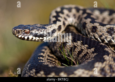 Mannetje van de Adder; Männliche Addierer Stockfoto