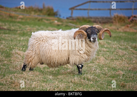 RAM. (Ovis Aries)  Schaf. Schottischen Borders. Stockfoto