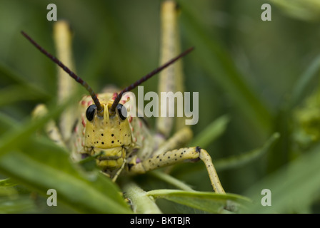 Heuschrecke / Cricket, Namibia, Afrika. Stockfoto