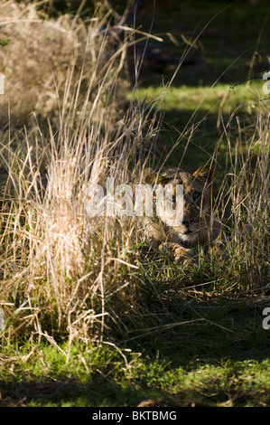 Löwin stalking hinter Grass, Wasserloch, Namibia. Stockfoto