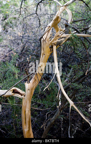 Schaden durch Elefanten Abisolieren Rinde von Bäumen, Wasserloch, Namibia. Stockfoto