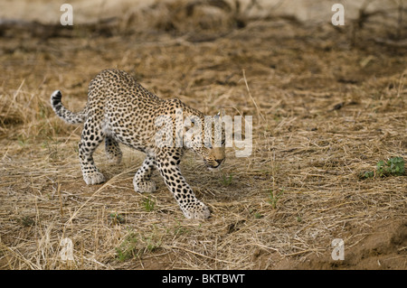 Junge männliche Leoparden in Grünland, Namibia, Afrika. Stockfoto