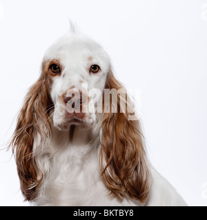 roten English Cocker Spaniel auf weißen Studio-Hintergrund Stockfoto