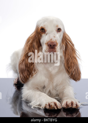 roten English Cocker Spaniel auf weißen Studio-Hintergrund Stockfoto