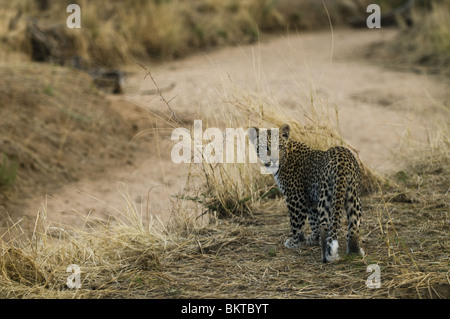 Junge männliche Leoparden in Grünland, Namibia, Afrika. Stockfoto