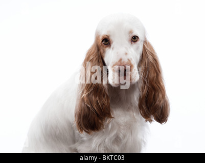 roten English Cocker Spaniel auf weißen Studio-Hintergrund Stockfoto