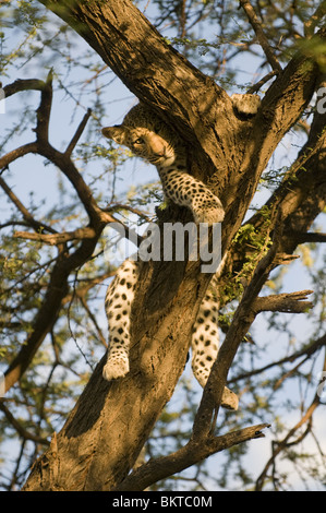 Junge männliche Leoparden im Baum, Namibia, Afrika. Stockfoto