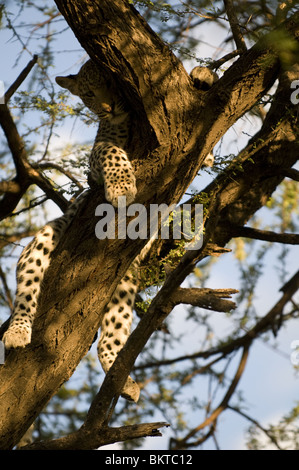 Junge männliche Leoparden im Baum, Namibia, Afrika. Stockfoto