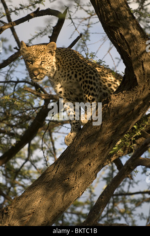 Junge männliche Leoparden im Baum, Namibia, Afrika. Stockfoto