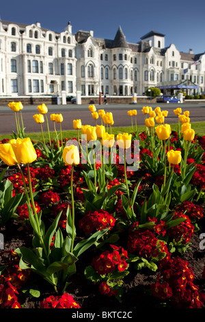 Tulpen in Blüte entlang der Promenade in Southport, Großbritannien Stockfoto