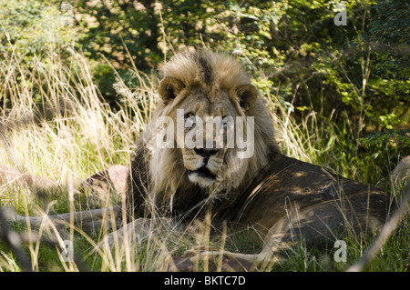 Männlicher Löwe, Namibia, Afrika. Stockfoto